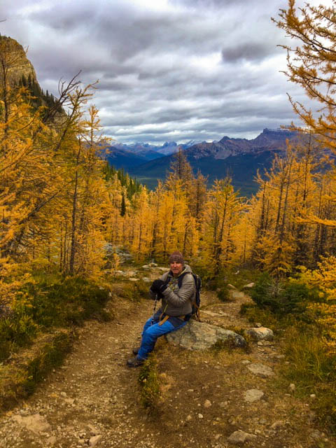 The Golden Larches at Lake Louise