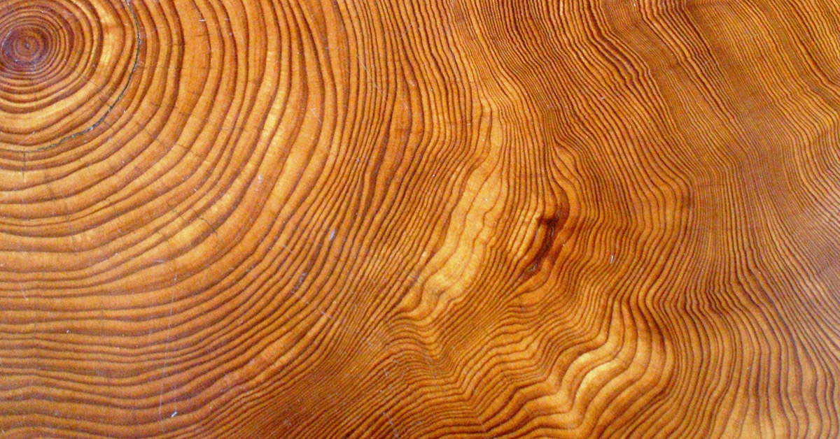 The impressive rings of the Ponderosa Pine tell a wealth of stories (Photo credit: Creative Commons / Open Access)